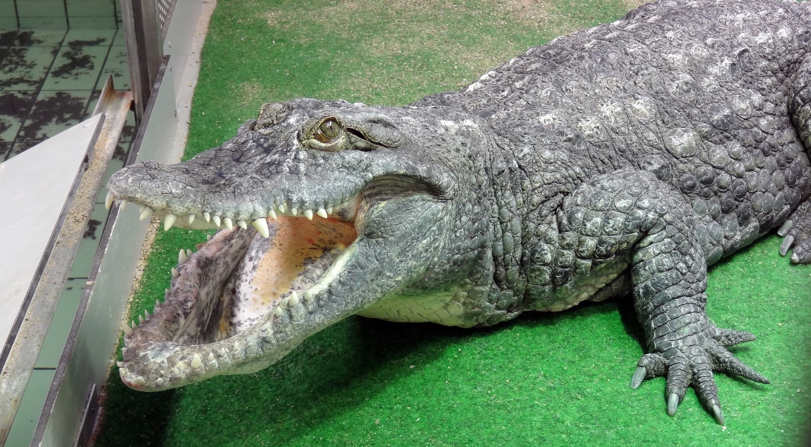 A Rauhaus Crocodylus suchus Cologne Zoo (2)